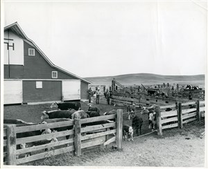 Image description is not available for PHO-4-W689-333